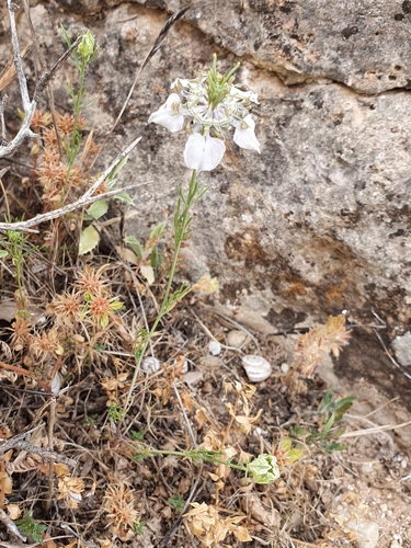 Nigella image