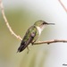 Vervain Hummingbird - Photo (c) Henry Abreu Dominguez, some rights reserved (CC BY-NC), uploaded by Henry Abreu Dominguez