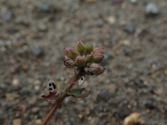 Cochlearia danica