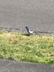 Aphelocoma californica