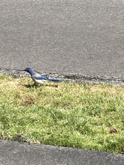 Aphelocoma californica