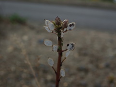 Cochlearia danica