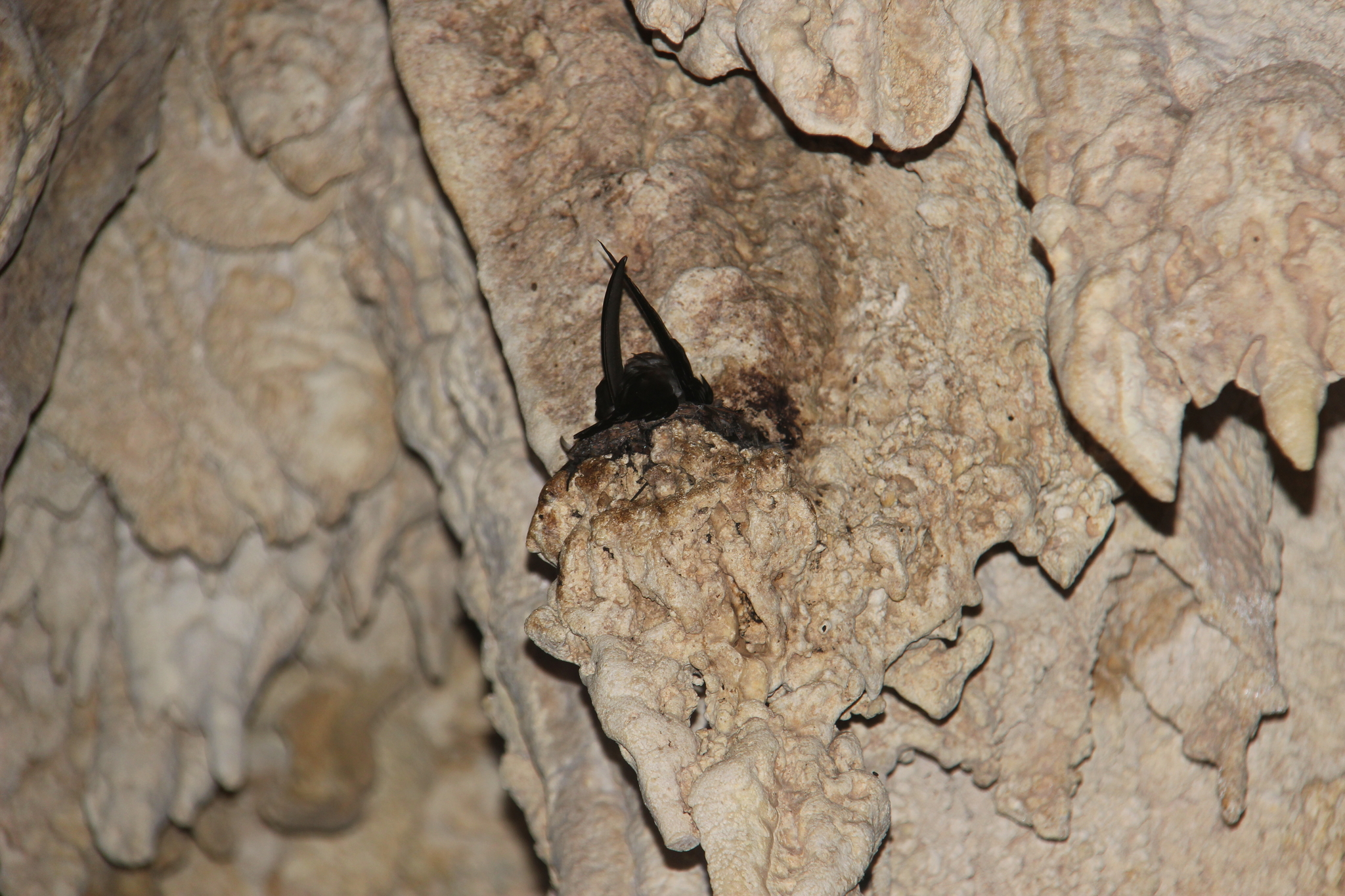 Atiu Swiftlet (Aerodramus sawtelli), photo 9