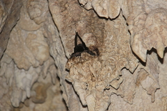 Aerodramus sawtelli