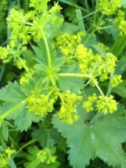 Alchemilla laxescens