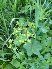 Alchemilla laxescens