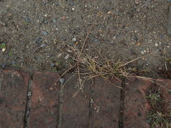 Cochlearia danica