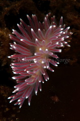 Carronella pellucida