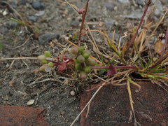 Cochlearia danica