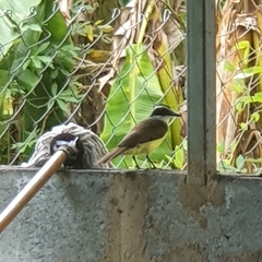 Pitangus sulphuratus