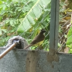 Pitangus sulphuratus