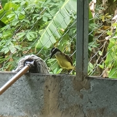 Pitangus sulphuratus