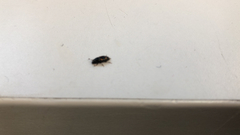 Glischrochilus quadrisignatus