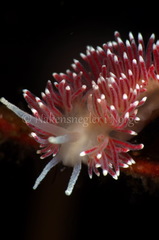 Carronella pellucida