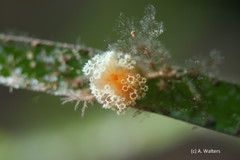 Aplidium benhami
