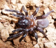 Amblyocarenum walckenaeri