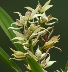 Prosthechea chimborazoensis