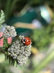 Harmonia axyridis