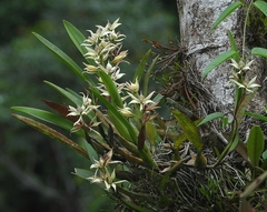 Prosthechea chimborazoensis