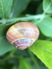 Stylommatophora