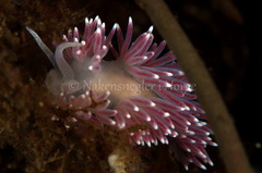 Carronella pellucida