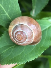 Stylommatophora