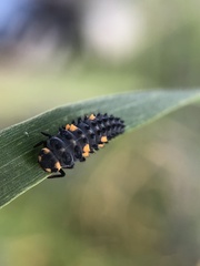 Coccinella septempunctata