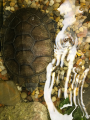 Trachemys stejnegeri