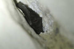 Barbastella barbastellus