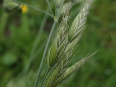Bromus