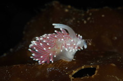 Carronella pellucida