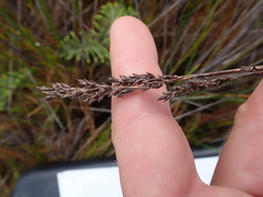 Machaerina teretifolia