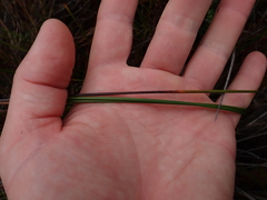 Machaerina teretifolia