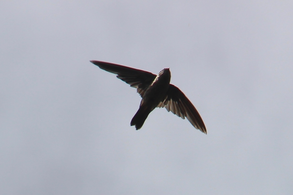 Atiu Swiftlet photo