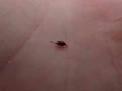 Machaerina teretifolia