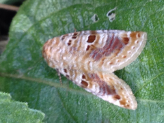 Diastema tigris