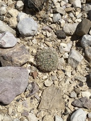 Echinomastus warnockii