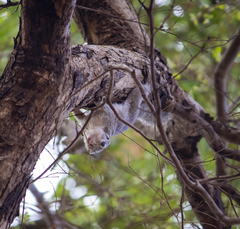 Heliosciurus gambianus