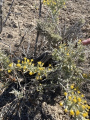 Tetradymia spinosa