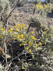 Tetradymia spinosa