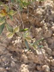 Acleisanthes lanceolata