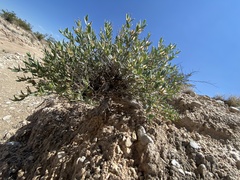 Acleisanthes lanceolata