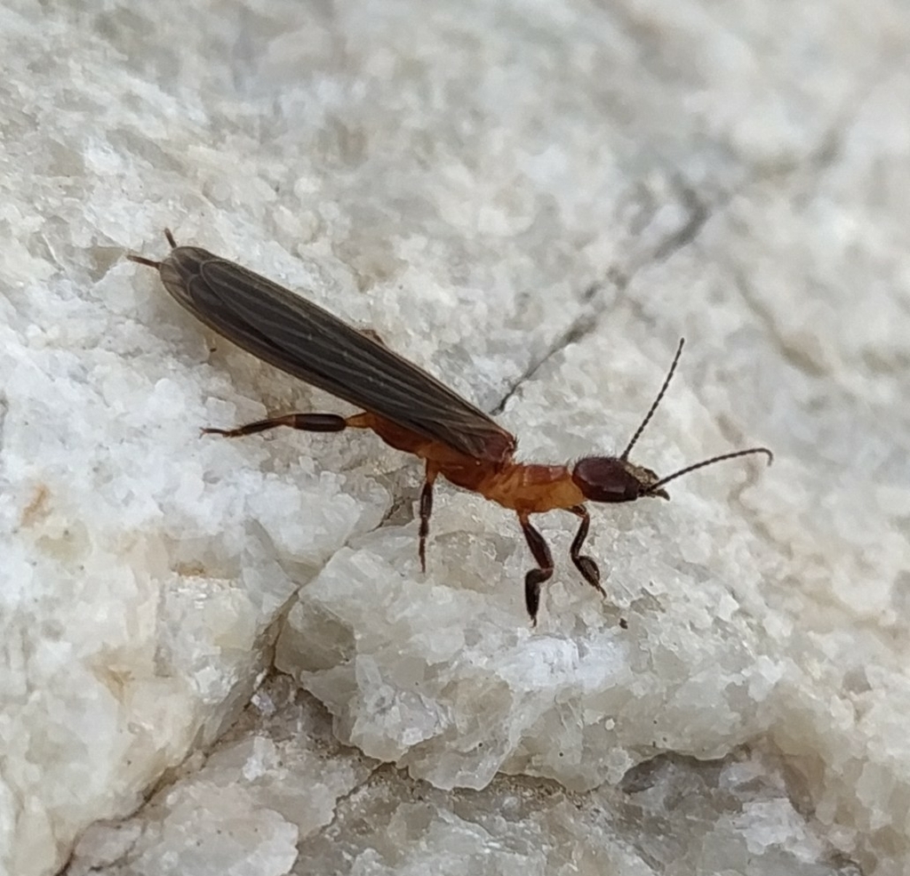 Embia amadorae