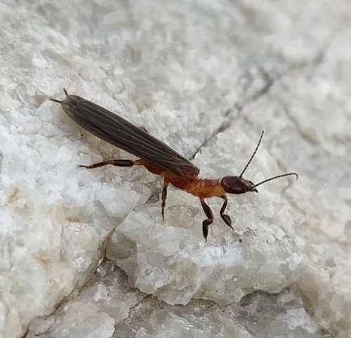 Embia amadorae