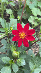Dahlia coccinea
