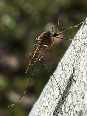 Culiseta alaskaensis