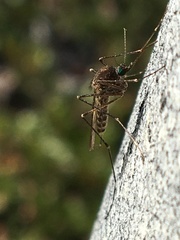 Culiseta alaskaensis