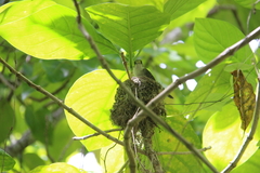 Pomarea dimidiata