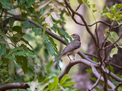 Turdus pelios