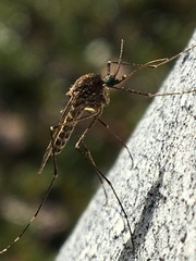 Culiseta alaskaensis